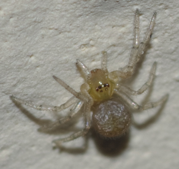 Theridiidae - Rende (CS)